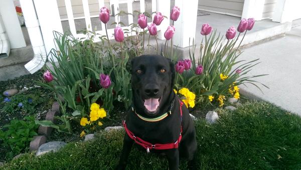 /Images/uploads/Humane Society of Utah/HSUCalendar/entries/1043thumb.jpg